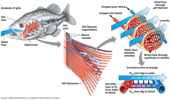 Fish Respiratory System Diagram